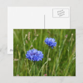 Mooi Blauw Korenbloemen weide bloem ontwerp Briefkaart (Voorkant / Achterkant)