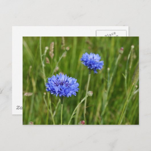 Mooi Blauw Korenbloemen weide bloem ontwerp Briefkaart (Voorkant / Achterkant)