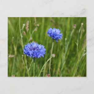 Mooi Blauw Korenbloemen weide bloem ontwerp Briefkaart