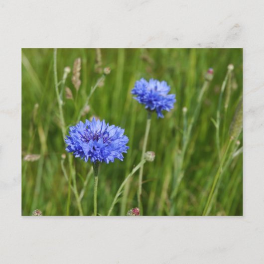 Mooi Blauw Korenbloemen weide bloem ontwerp Briefkaart (Voorkant)