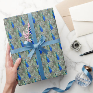 Mooi blauw Peacock-fotopatroon Cadeaupapier