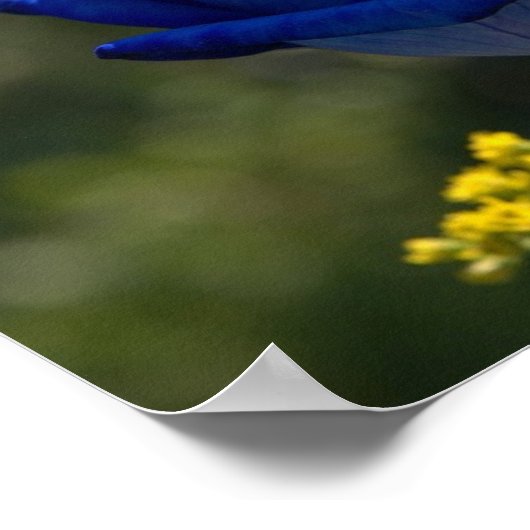 Mooi blauw Roos 1 Poster (Hoek)