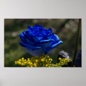 Mooi blauw Roos 1 Poster (Voorkant)