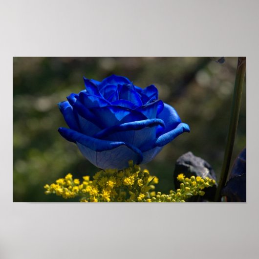 Mooi blauw Roos 1 Poster (Voorkant)