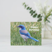 Mooi blauwe Scrub Jay vogel foto verjaardag Briefkaart (Staand voorkant)