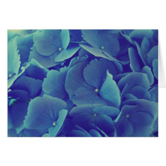 Mooi Blue Hydrangea (Voorkant Horizontaal)