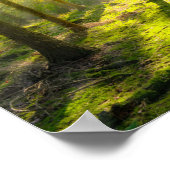 Mooi boslicht poster (Hoek)