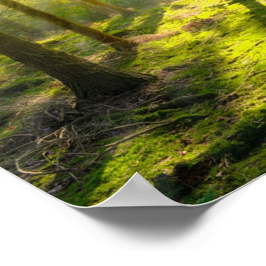 Mooi boslicht poster (Hoek)