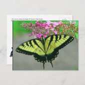 Mooi Briefkaart 6 van de Vlinder van Swallowtail (Voorkant / Achterkant)