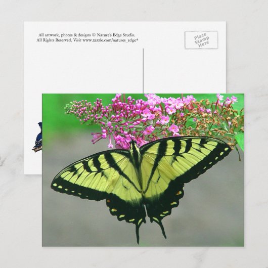 Mooi Briefkaart 6 van de Vlinder van Swallowtail (Voorkant / Achterkant)