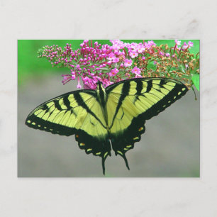 Mooi Briefkaart 6 van de Vlinder van Swallowtail