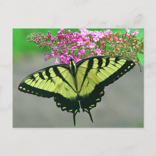 Mooi Briefkaart 6 van de Vlinder van Swallowtail (Voorkant)