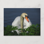 Mooi Briefkaart Swan DIY (Voorkant)