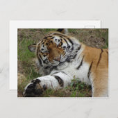 Mooi Briefkaart Tiger DIY (Voorkant / Achterkant)