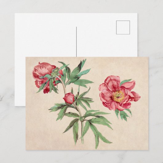 Mooi  Briefkaart van Botanische Illustratie (Voorkant / Achterkant)