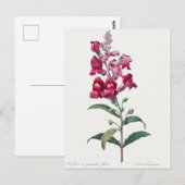 Mooi Briefkaart van Botanische Illustratie (Voorkant / Achterkant)