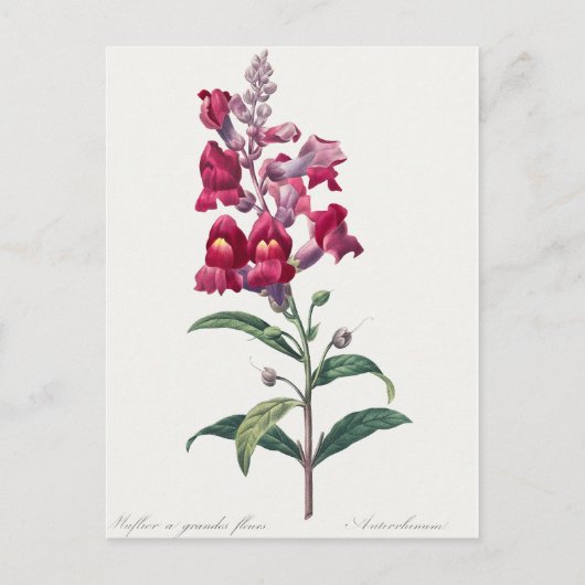 Mooi Briefkaart van Botanische Illustratie (Voorkant)