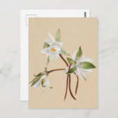 Mooi  Briefkaart van Botanische Illustratie (Voorkant / Achterkant)