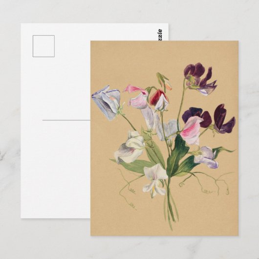 Mooi  Briefkaart van Botanische Illustratie (Voorkant / Achterkant)