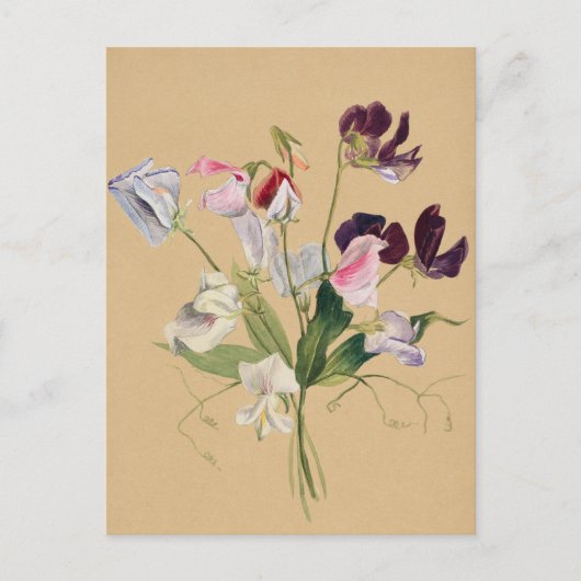 Mooi  Briefkaart van Botanische Illustratie (Voorkant)