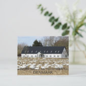 Mooi Briefkaart van de Deense zwanen! (Staand voorkant)