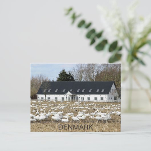 Mooi Briefkaart van de Deense zwanen! (Staand voorkant)