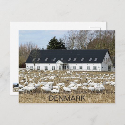 Mooi Briefkaart van de Deense zwanen! (Voorkant / Achterkant)