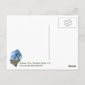 Mooi Briefkaart van de Joshua-boom! (Achterkant)
