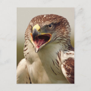 Mooi Briefkaart van Lanner Falcon