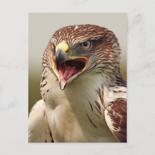 Mooi Briefkaart van Lanner Falcon (Voorkant)