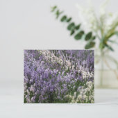 Mooi briefkaart van Lavender (Staand voorkant)
