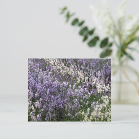 Mooi briefkaart van Lavender (Staand voorkant)