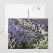 Mooi briefkaart van Lavender (Voorkant / Achterkant)