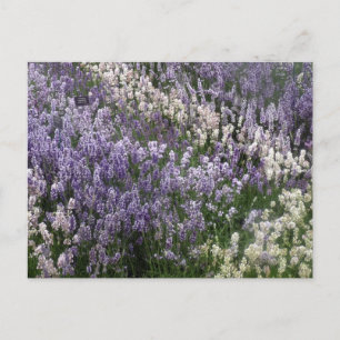 Mooi briefkaart van Lavender