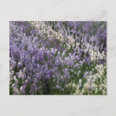 Mooi briefkaart van Lavender (Voorkant)
