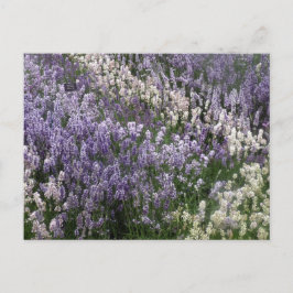 Mooi briefkaart van Lavender