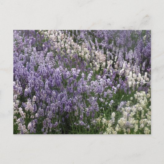 Mooi briefkaart van Lavender (Voorkant)