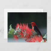 Mooi Briefkaart van Scarlet Honoogater Bird (Voorkant / Achterkant)