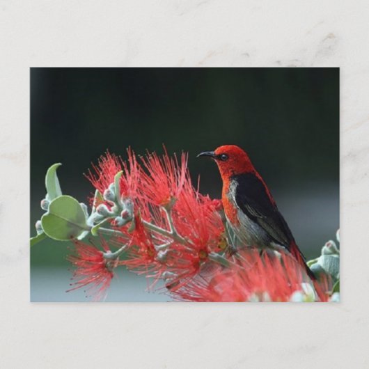 Mooi Briefkaart van Scarlet Honoogater Bird (Voorkant)
