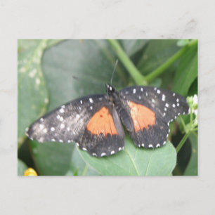 Mooi Briefkaart voor vlinder
