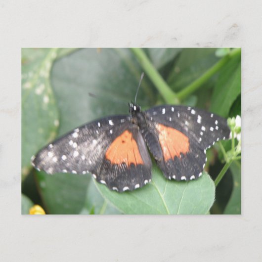 Mooi Briefkaart voor vlinder (Voorkant)