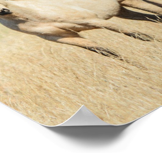Mooi Buckskin Horse Poster (Hoek)