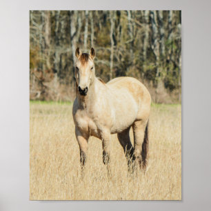 Mooi Buckskin Horse Poster