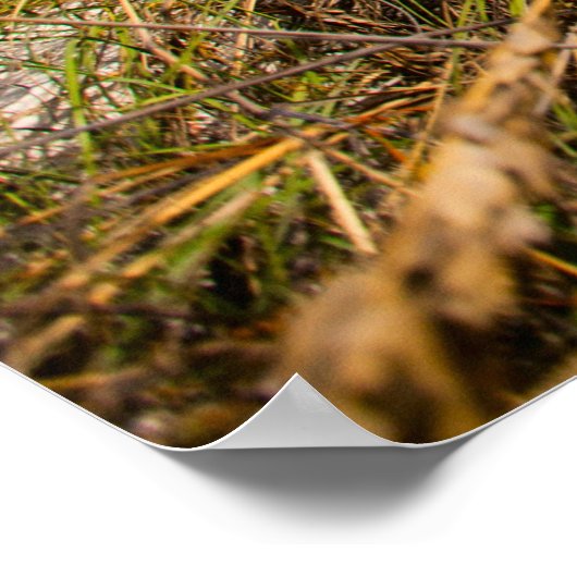 Mooi Caraïbisch strand Poster (Hoek)