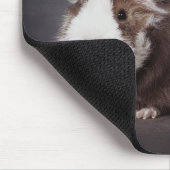 Mooi cavia, Muismat (Hoek)