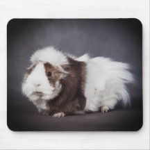 Mooi cavia, Muismat