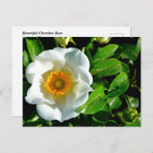 Mooi Cherokee Roos Briefkaart (Voorkant / Achterkant)