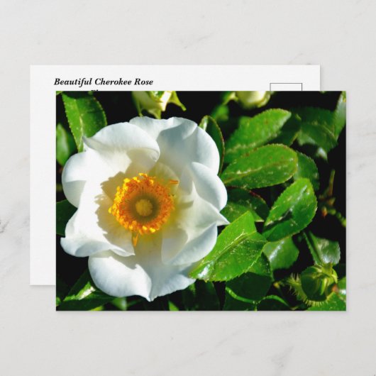 Mooi Cherokee Roos Briefkaart (Voorkant / Achterkant)