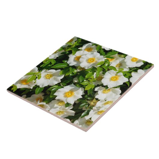 Mooi Cherokee Roos Tegeltje (Zijkant)