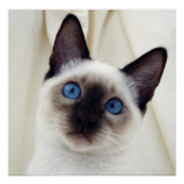 Mooi Chic Sweet Pet Siamese Kitten Cat Poster (Voorkant)